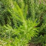 Erica arborea Leaf