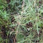 Agrostis gigantea Flower