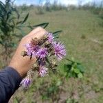 Cyrtocymura scorpioides Flor