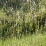 Arrhenatherum longifolium Habit