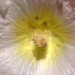 Alcea rosea Virág