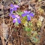 Viola pedata Virág