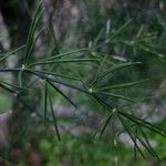 Asparagus plocamoides Mosusu
