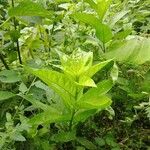 Cestrum nocturnumLeaf