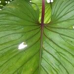 Philodendron brunneicaule Blad