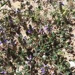 Dalea boliviana Habitus