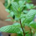 Mentha spicata Лист