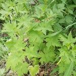 Anemone canadensis Leaf