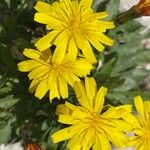 Hypochaeris robertia Flor
