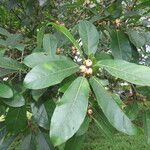 Ficus costaricana ഇല