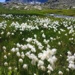 Eriophorum scheuchzeri Virág