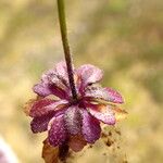 Arabidopsis thaliana Folha