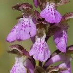 Orchis spitzelii Квітка