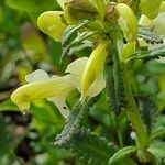 Pedicularis lapponica Fleur