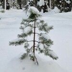 Pinus sibirica Облик