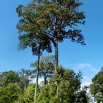 Dipterocarpus alatus برگ
