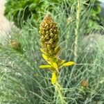 Asphodeline taurica Flor