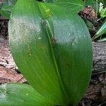 Clintonia borealis Liść