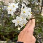 Solanum jasminoidesKwiat