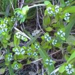 Valerianella locusta Flower