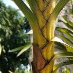 Grammatophyllum speciosum Bark