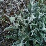 Inula montana Leaf