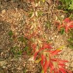 Castilleja linariifolia Цвят