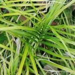 Carex muskingumensis ഇല