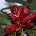 Rhododendron delavayi Çiçek