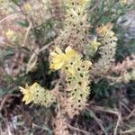 Sideritis montana Flower