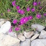 Delosperma cooperi花