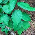 Ulmus americana Blatt