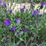 Echium sabulicolaFlower