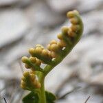 Botrychium lunaria Fruit