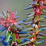 Empetrum nigrum Flor