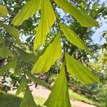 Caryota mitisLapas