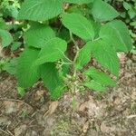 Rubus nigricans Fruit