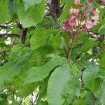 Aesculus × carnea ഇല