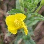 Oenothera parvifloraÕis