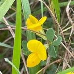 Lotus corniculatus Leaf