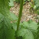 Phlomoides tuberosa Φλοιός