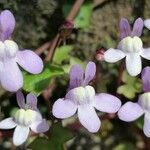 Cymbalaria aequitriloba Blomst