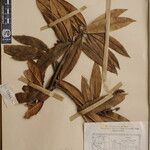 Pieris formosa Mosusu