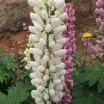 Lupinus polyphyllusFlors