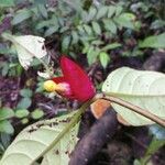 Drymonia coccinea Floare