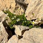 Saxifraga praetermissa Habit