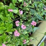 Vaccaria hispanica 花