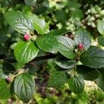 Cotoneaster dielsianus ഫലം