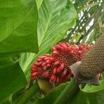 Anthurium schlechtendalii Meyve