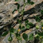 Medicago scutellata Otro